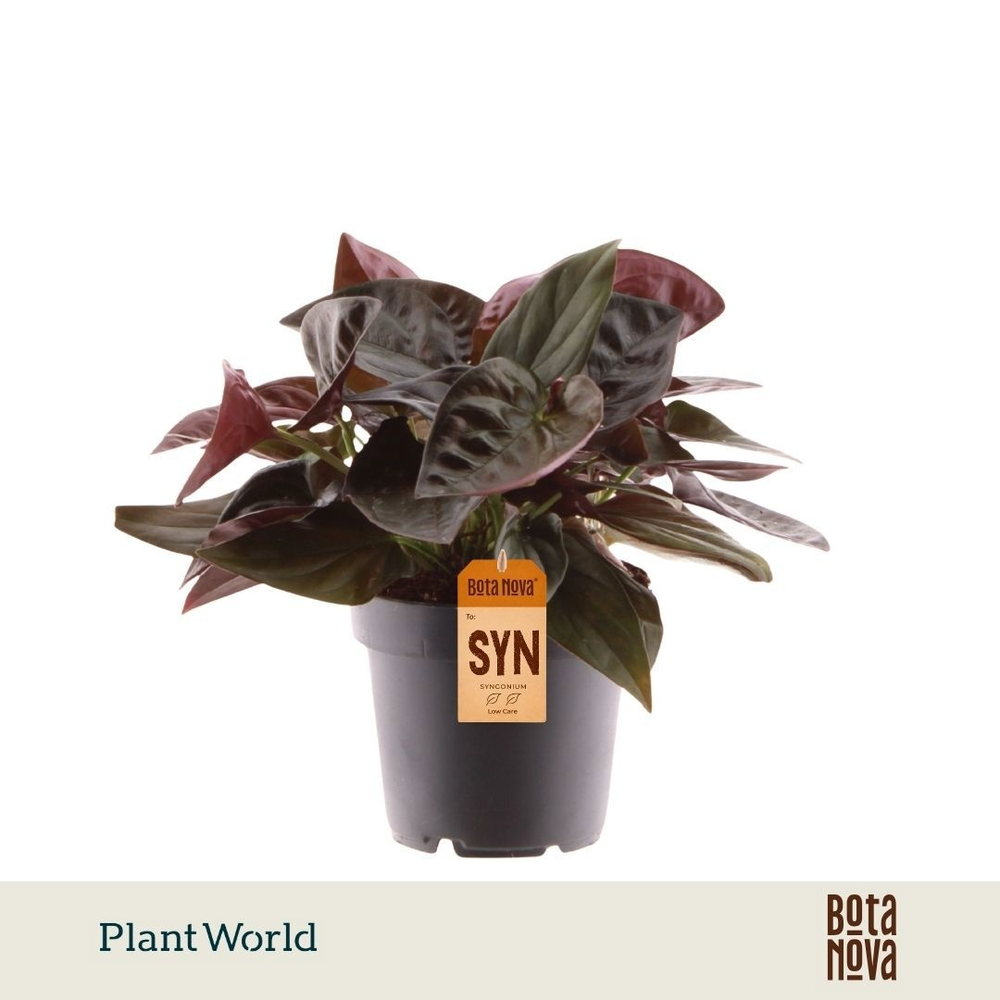 Syngonium erythrophyllum 'Red Arrow'.