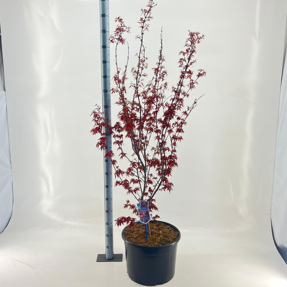 Acer pal. 'Skeeters Broom'.