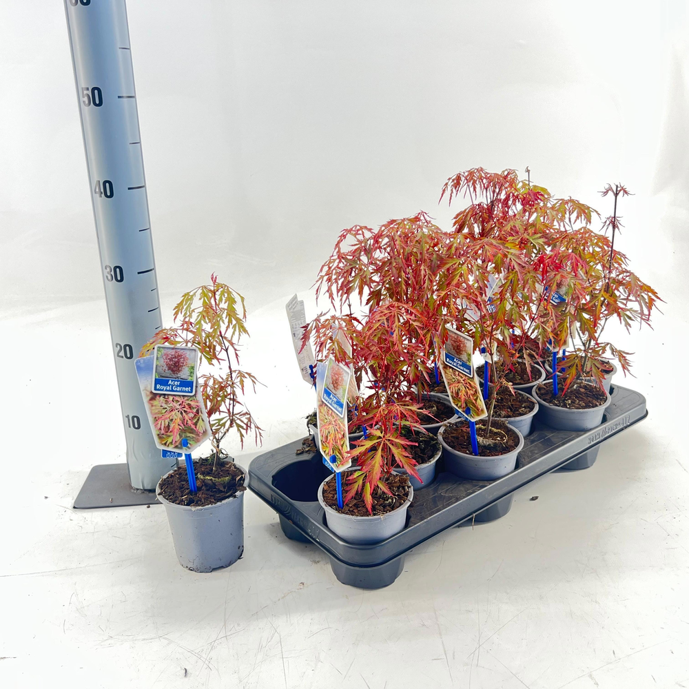 Acer pal. 'Royal Garnet ('Opstal11PBR).