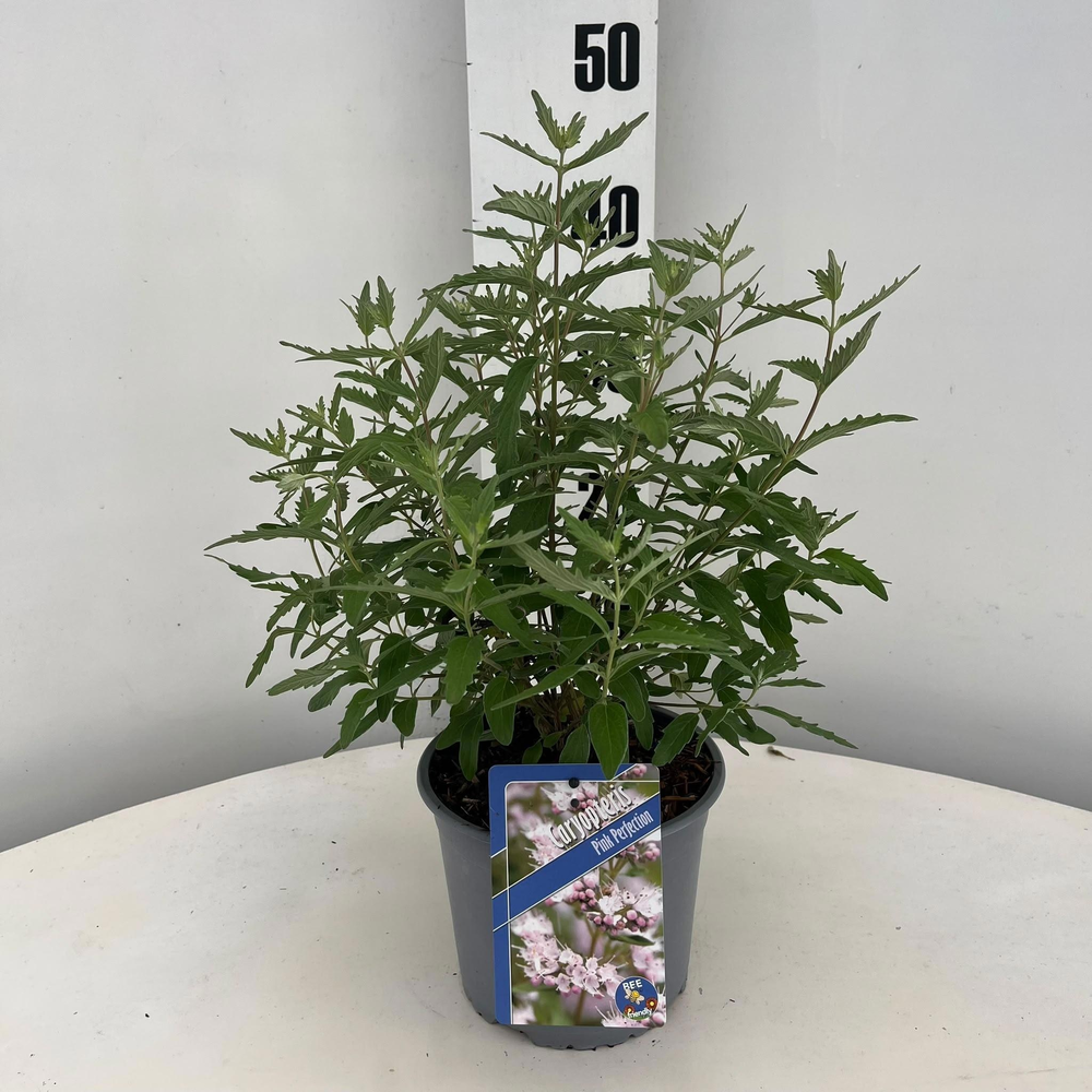 Caryopteris Pink Perfection ('Lisspin'PBR).