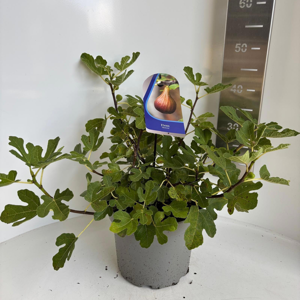 Ficus carica 'Morena'.