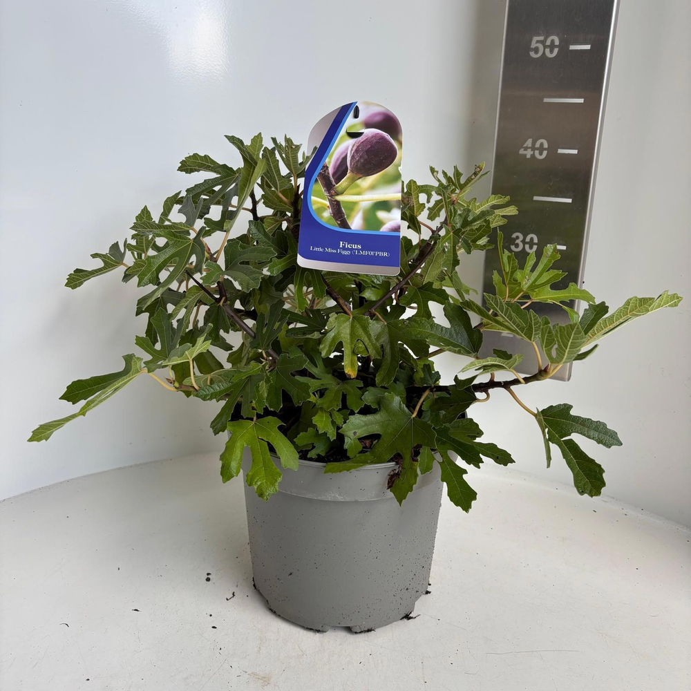 Ficus carica Little Miss Figgy ('LMF01'PBR).