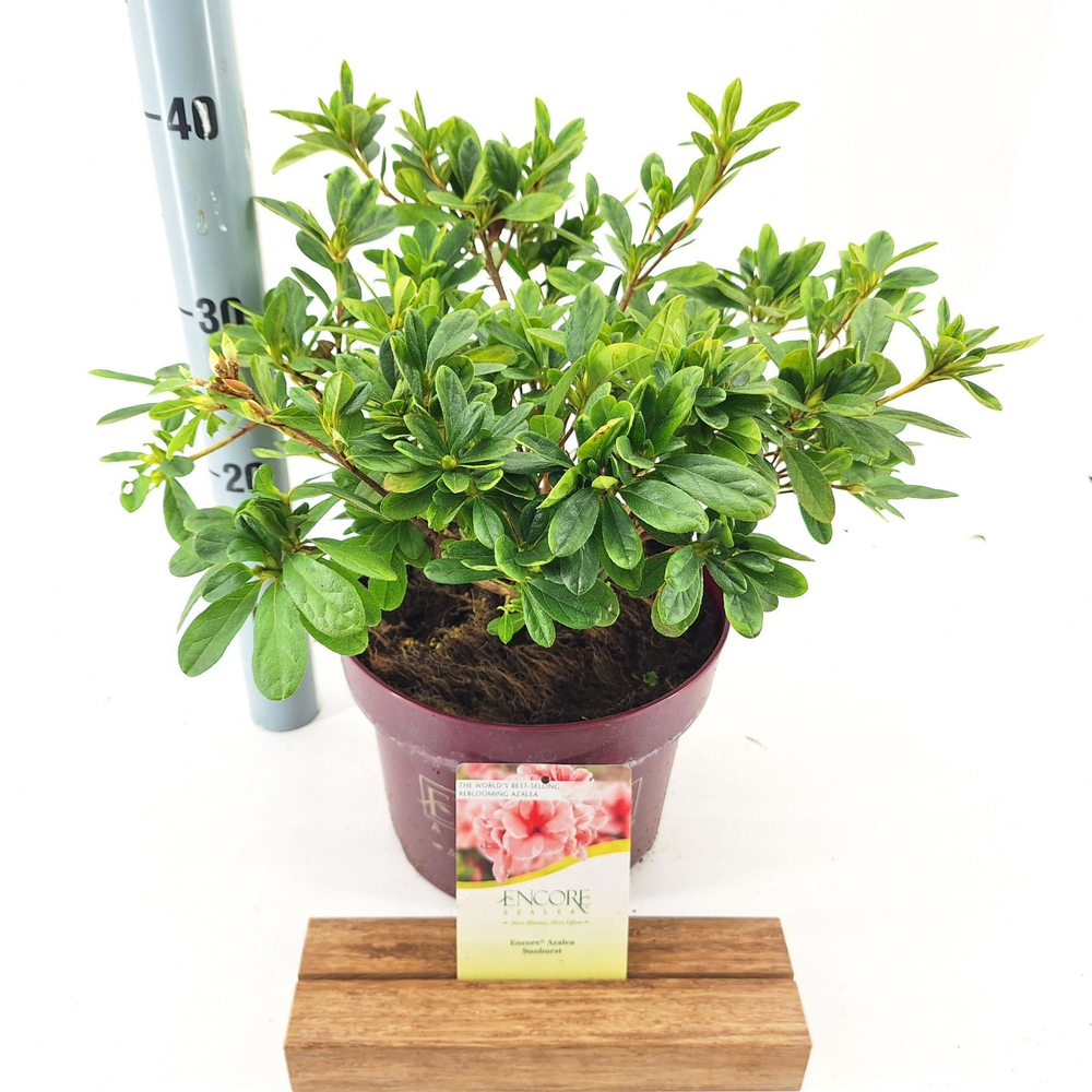 Rhododendron ENCORE® Sunburst ('Roblet'PBR).