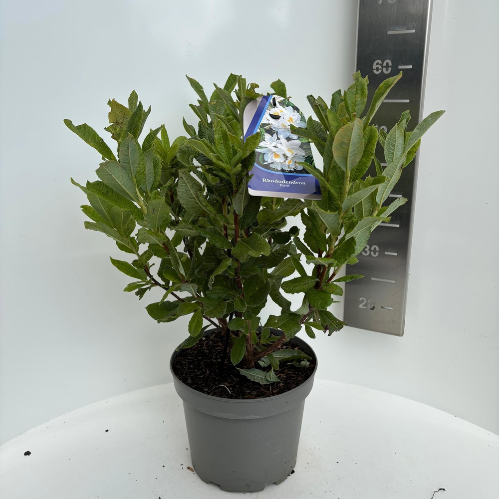 Rhododendron (AK) 'Persil'.