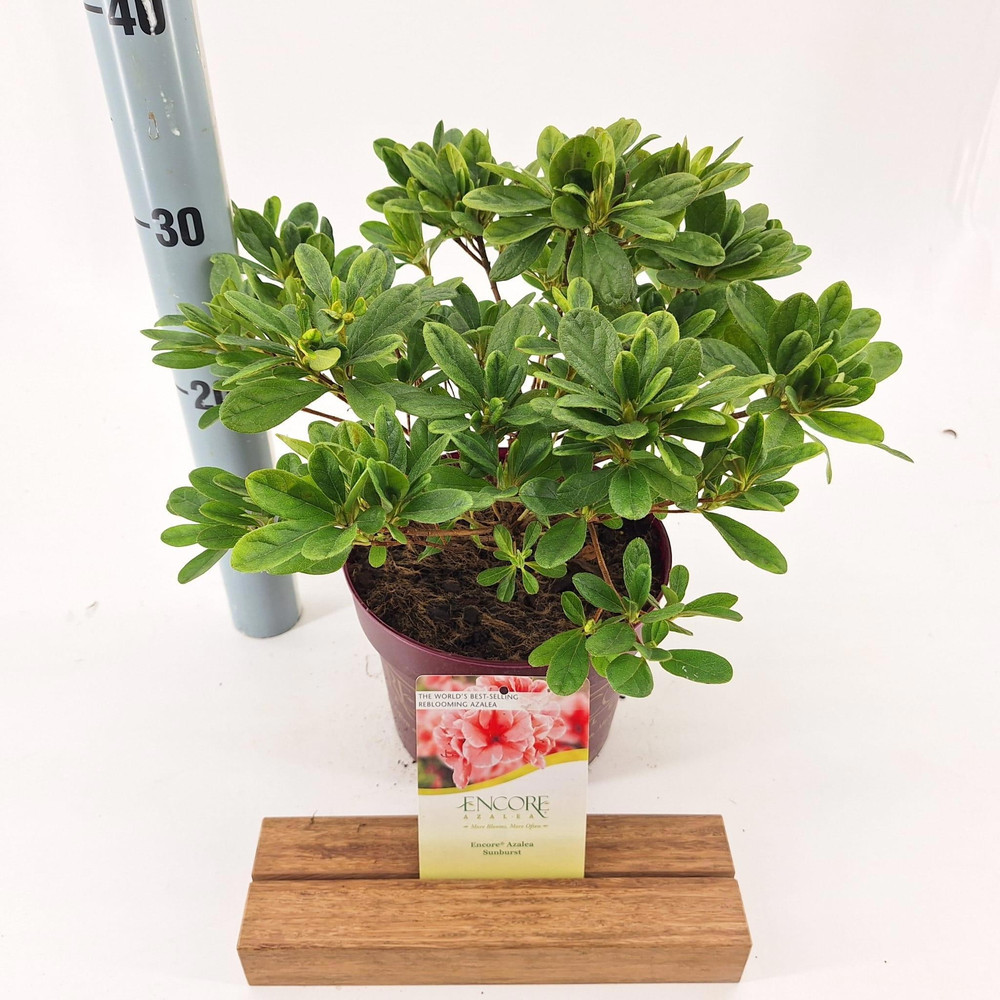 Rhododendron ENCORE® Sunburst ('Roblet'PBR).