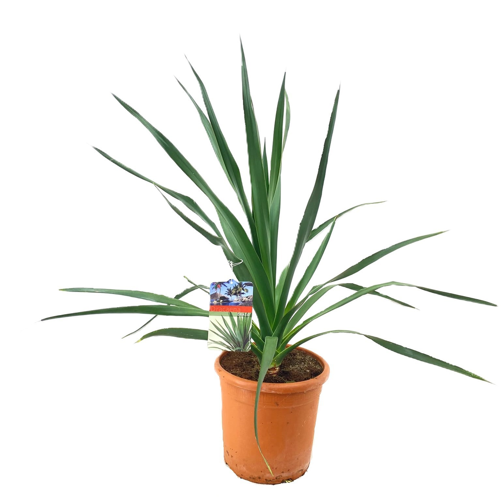 Dracaena Draco.