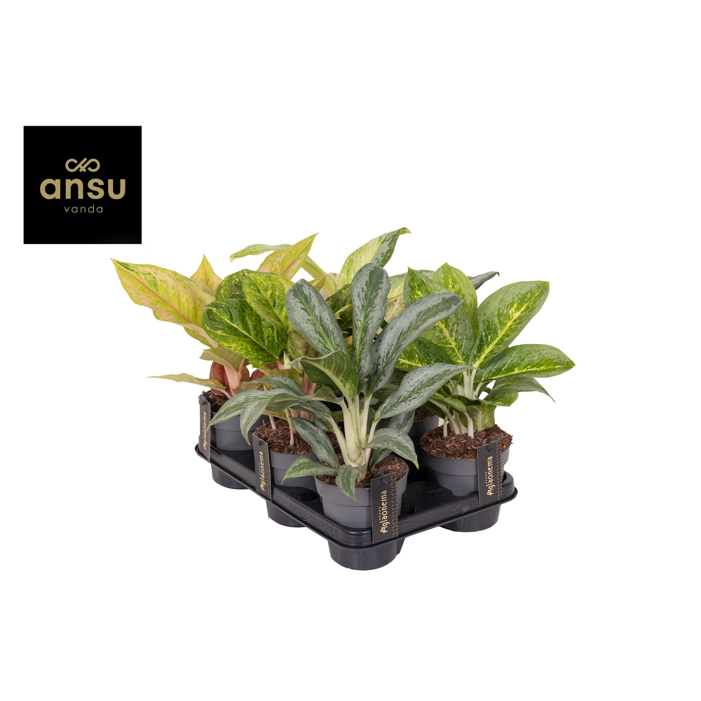 Aglaonema Green Mix.