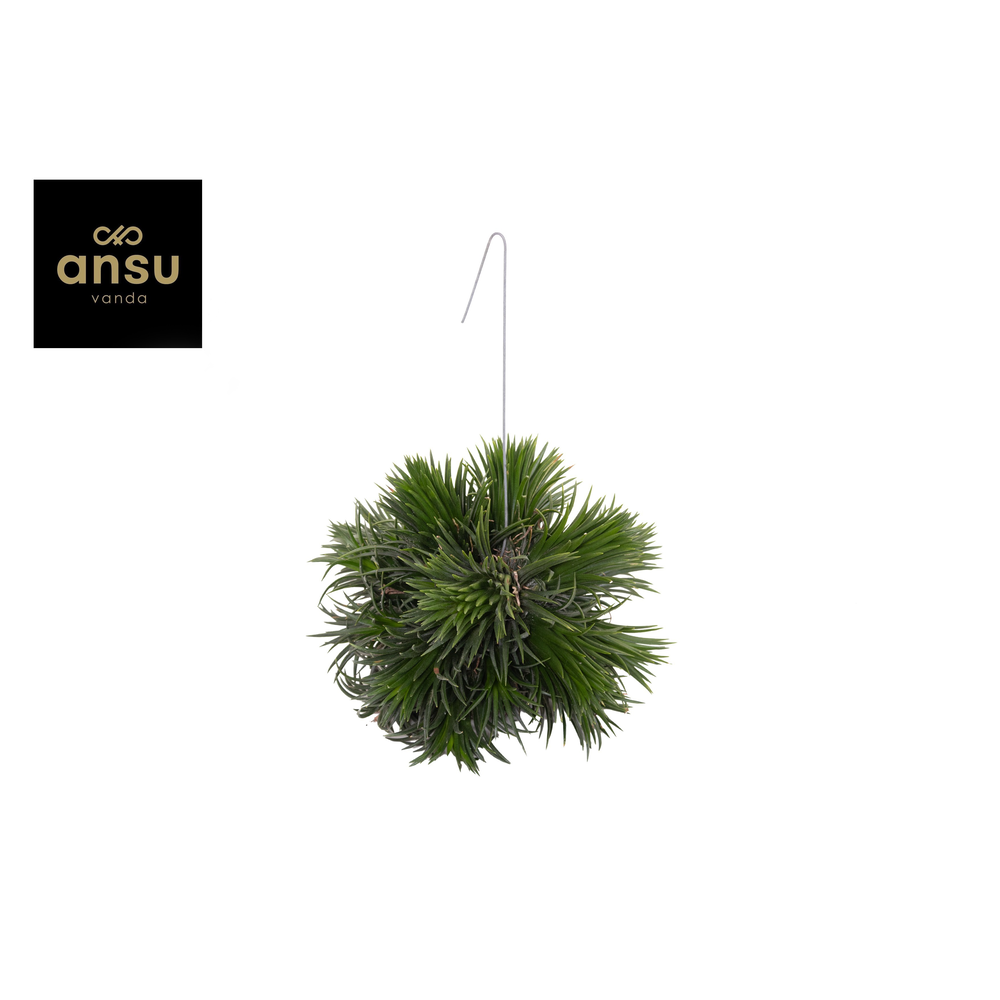 Tillandsia Magic Ball (XL).