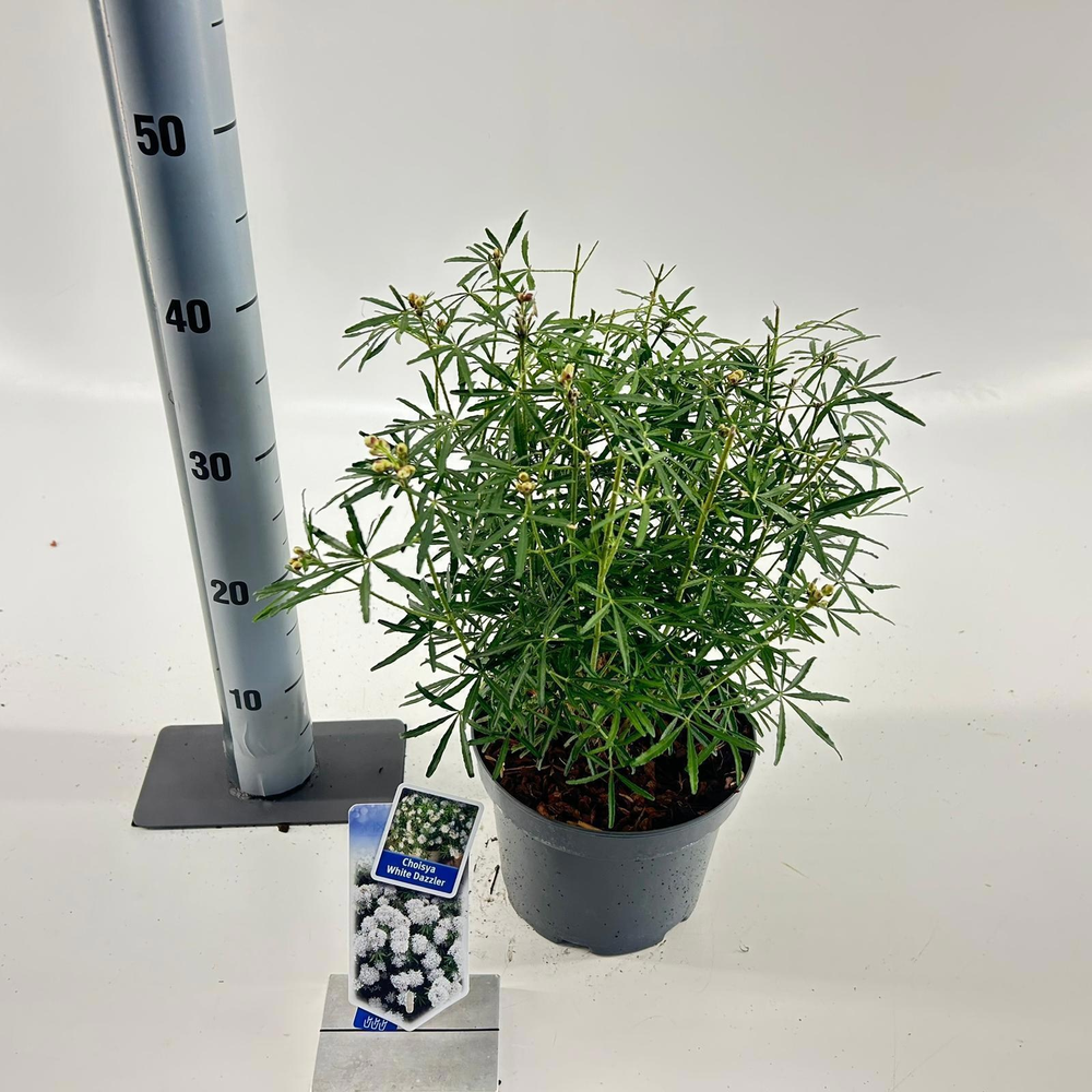 Choisya ternata 'White Dazzler' ®.