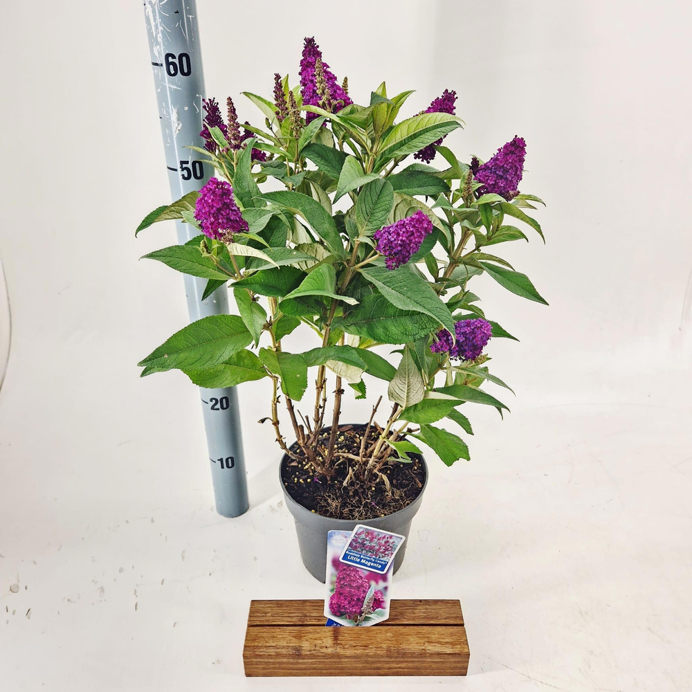 Buddleja d. Butt. Candy® Little Magenta.