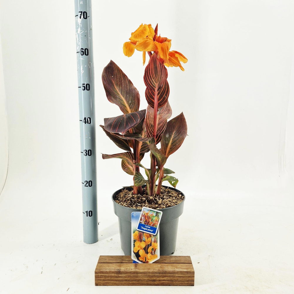 Canna Tropiccana.
