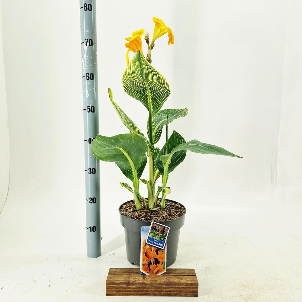Canna Tropiccana 'Gold'.