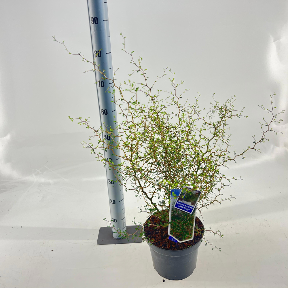 Sophora prostata 'Little Baby'.