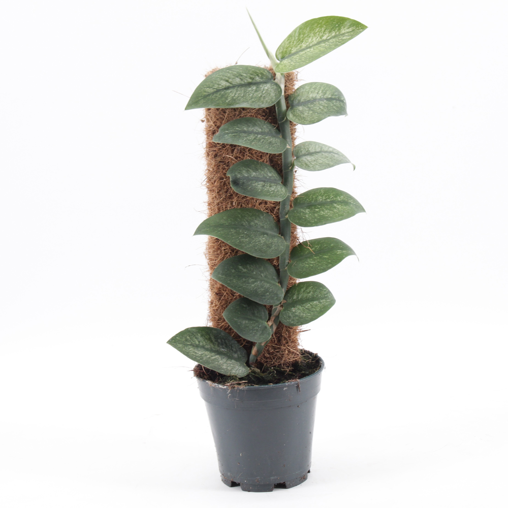 Rhaphidophora Hongkongensis Variegata.
