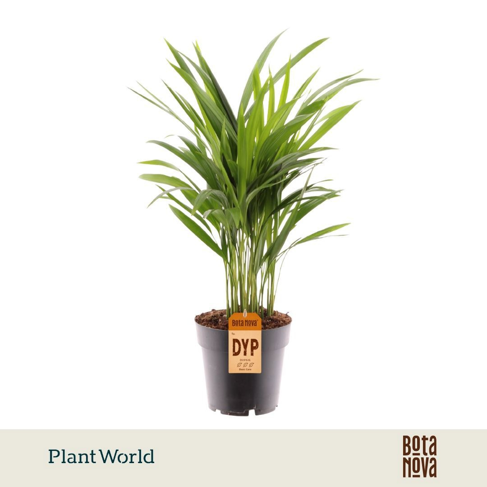 Dypsis lutescens (Areca).