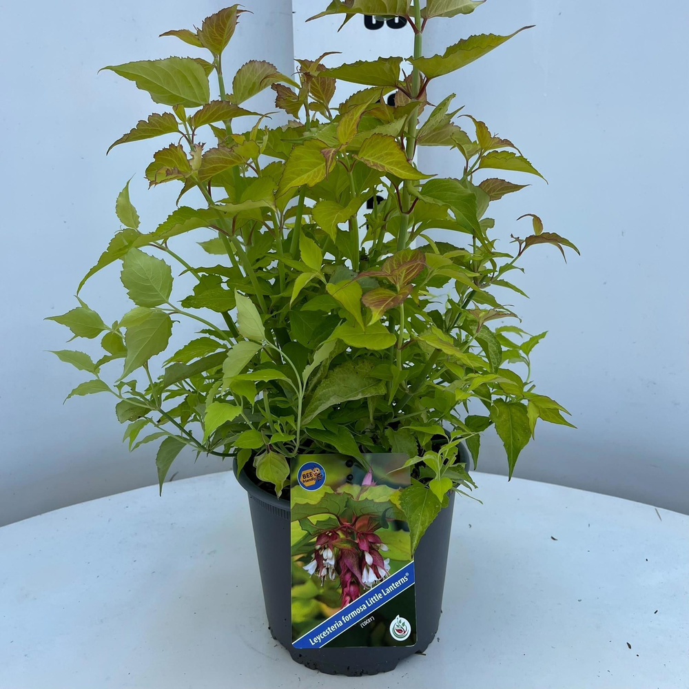 Leycesteria formosa Little Lanterns ('CDC01'PBR).