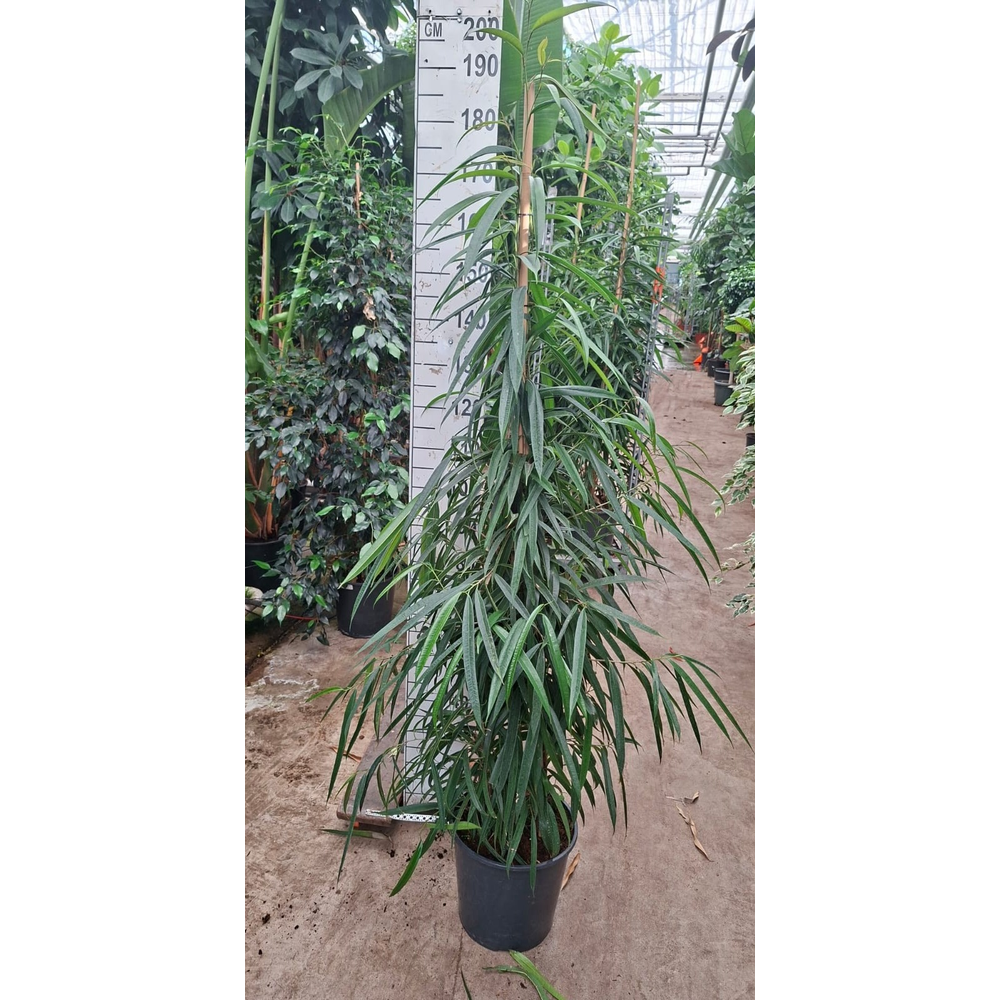 Ficus Alii piramide 160.