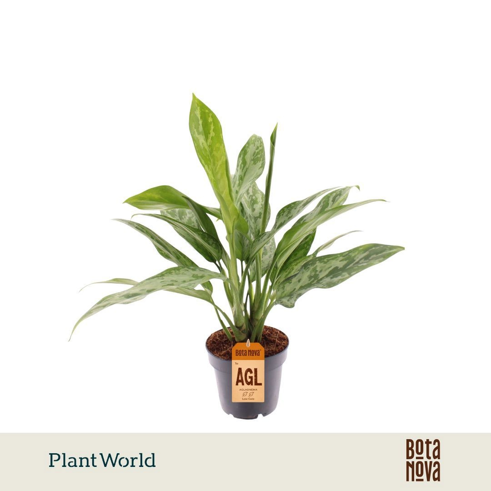 Aglaonema Green Lady.