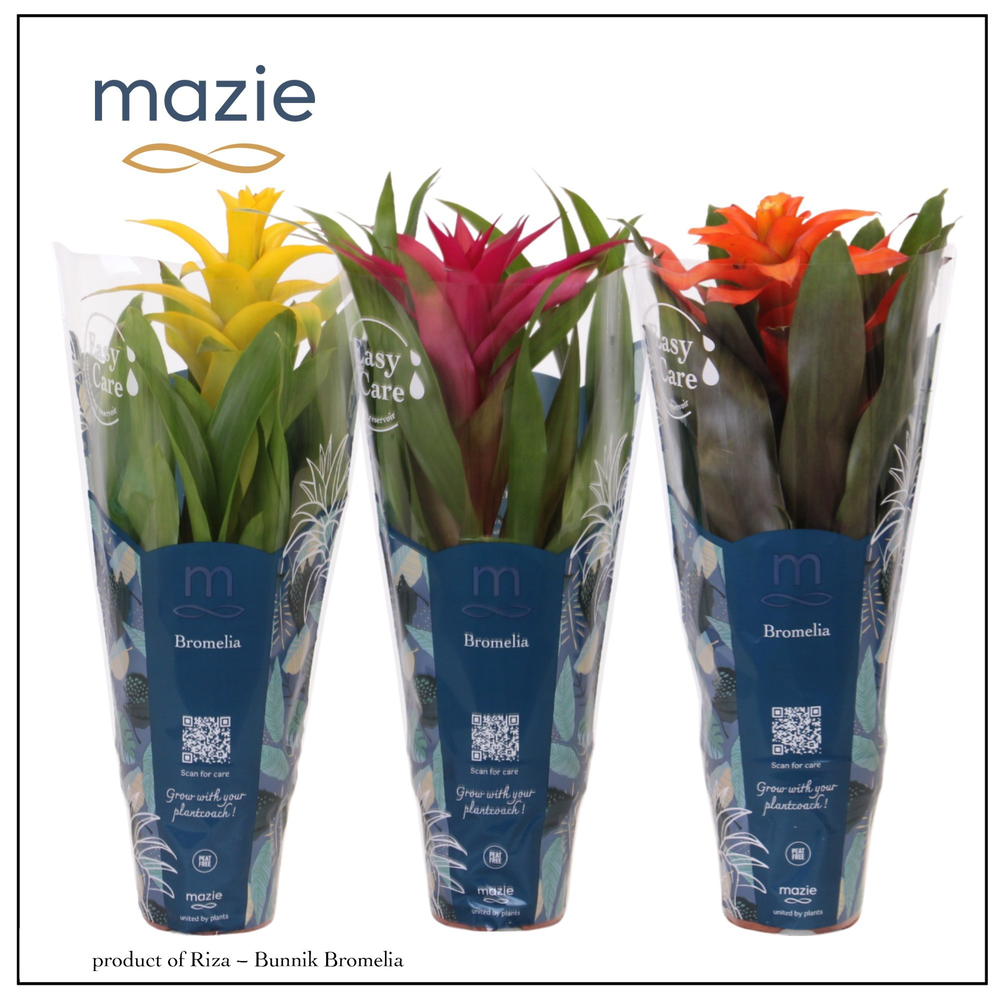 Guzmania Surprise - 12cm | Mazie.
