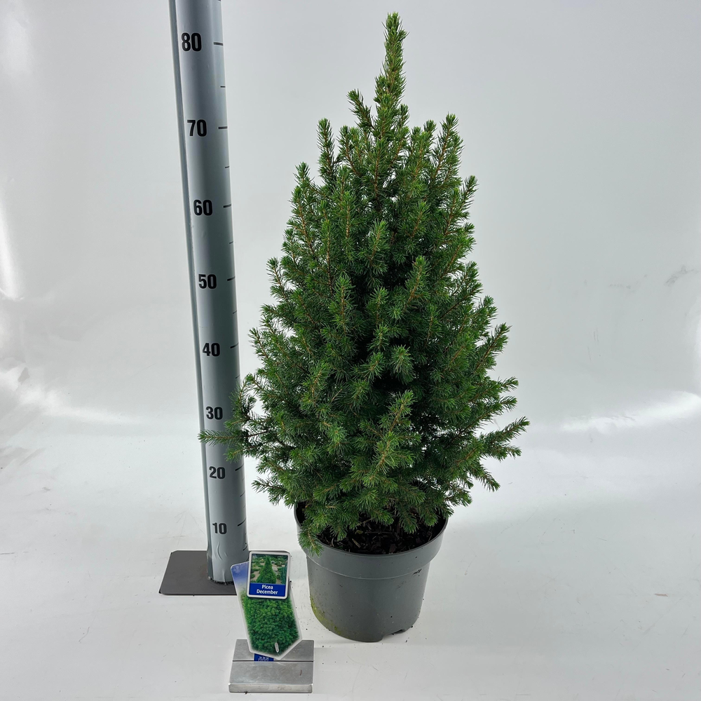 Picea gl. 'Conica' December.