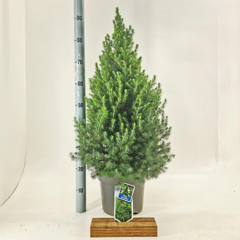 Picea gl. 'Conica' December.