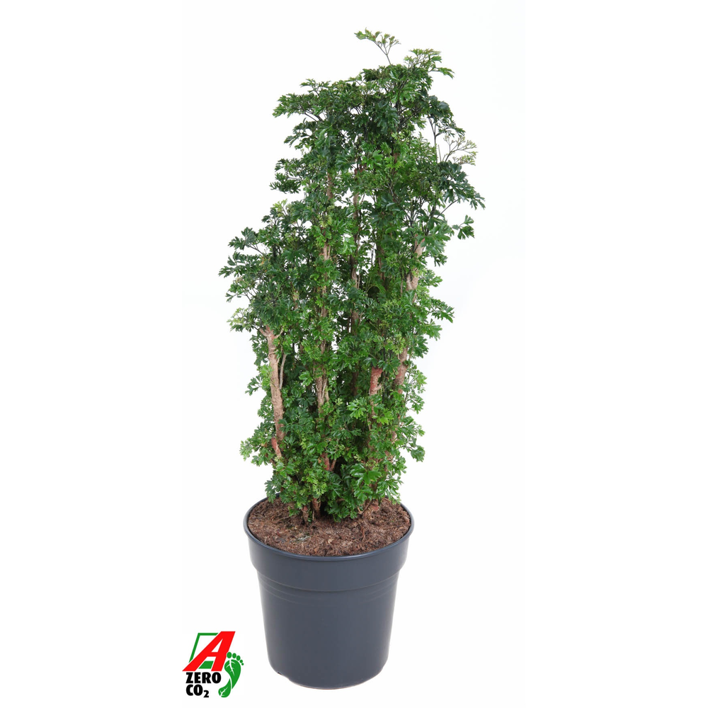 Polyscias Roble vertakt P27.