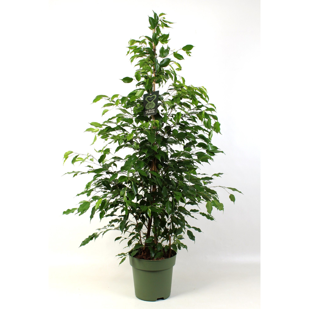 Ficus benjamina Exotica.