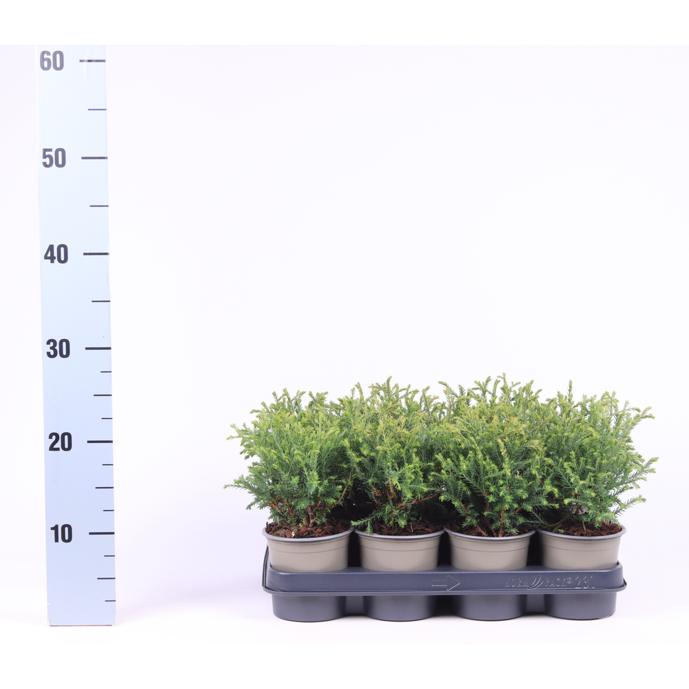 Thuja occidentalis 'Mr. Bowling Ball'.