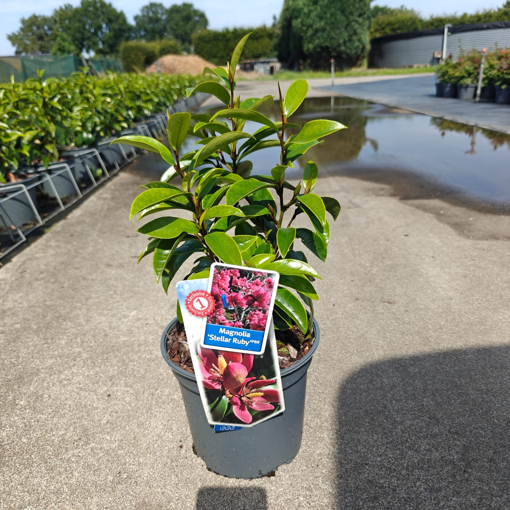 Magnolia figo 'Stellar Ruby' (PP29778).