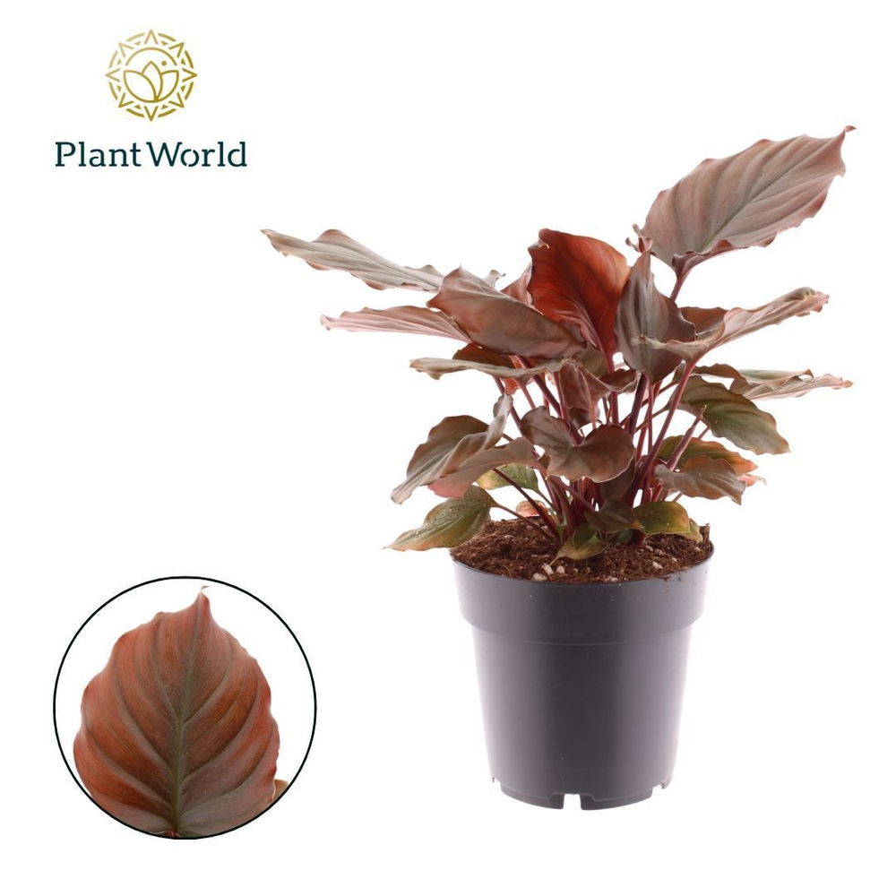 Homalomena Flaming Red.