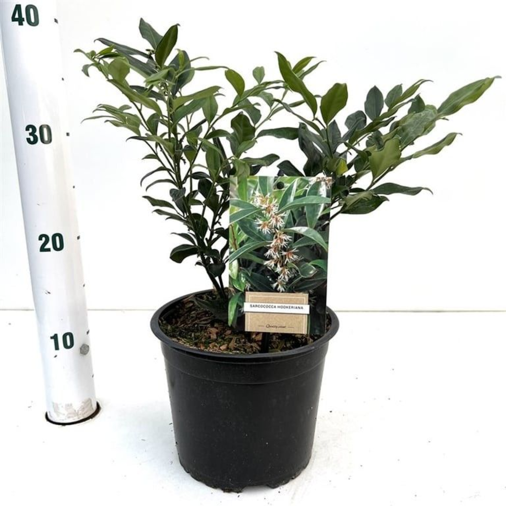 Sarcococca hookeriana.