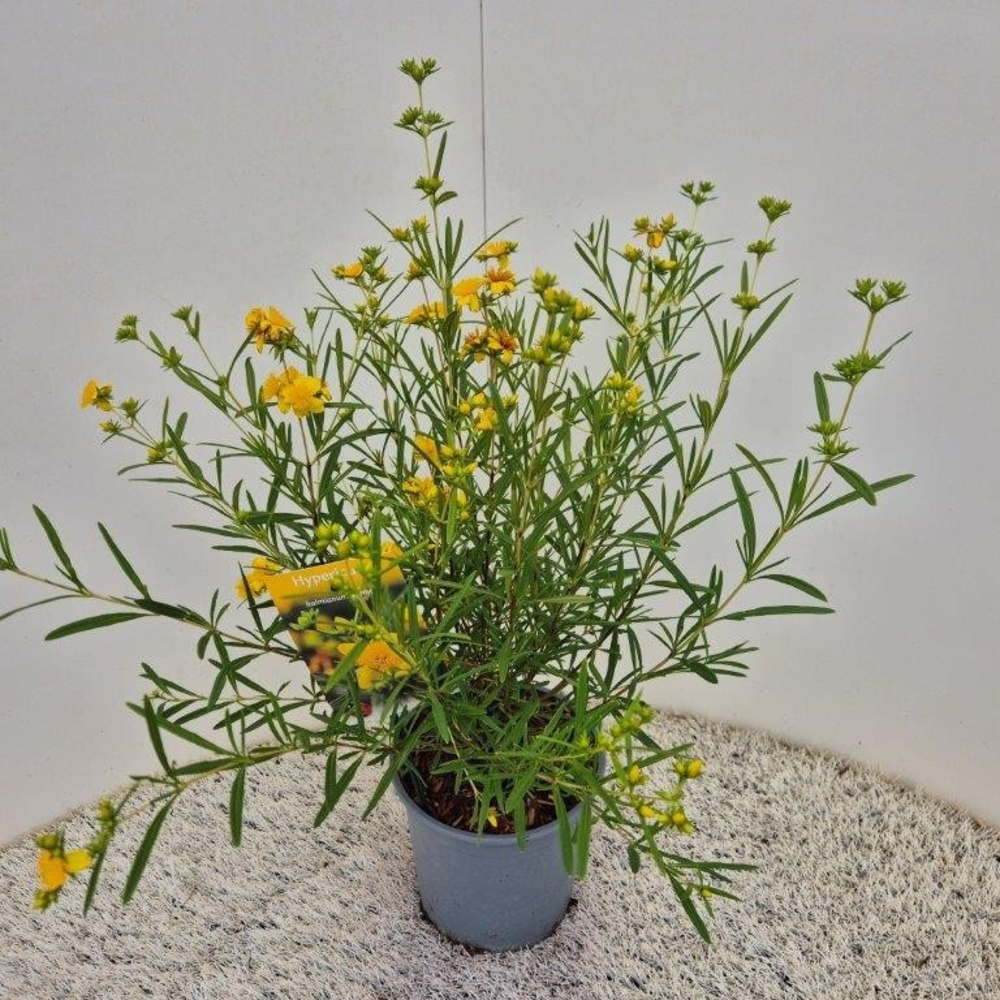 Hypericum kalmianum 'Gemo'.