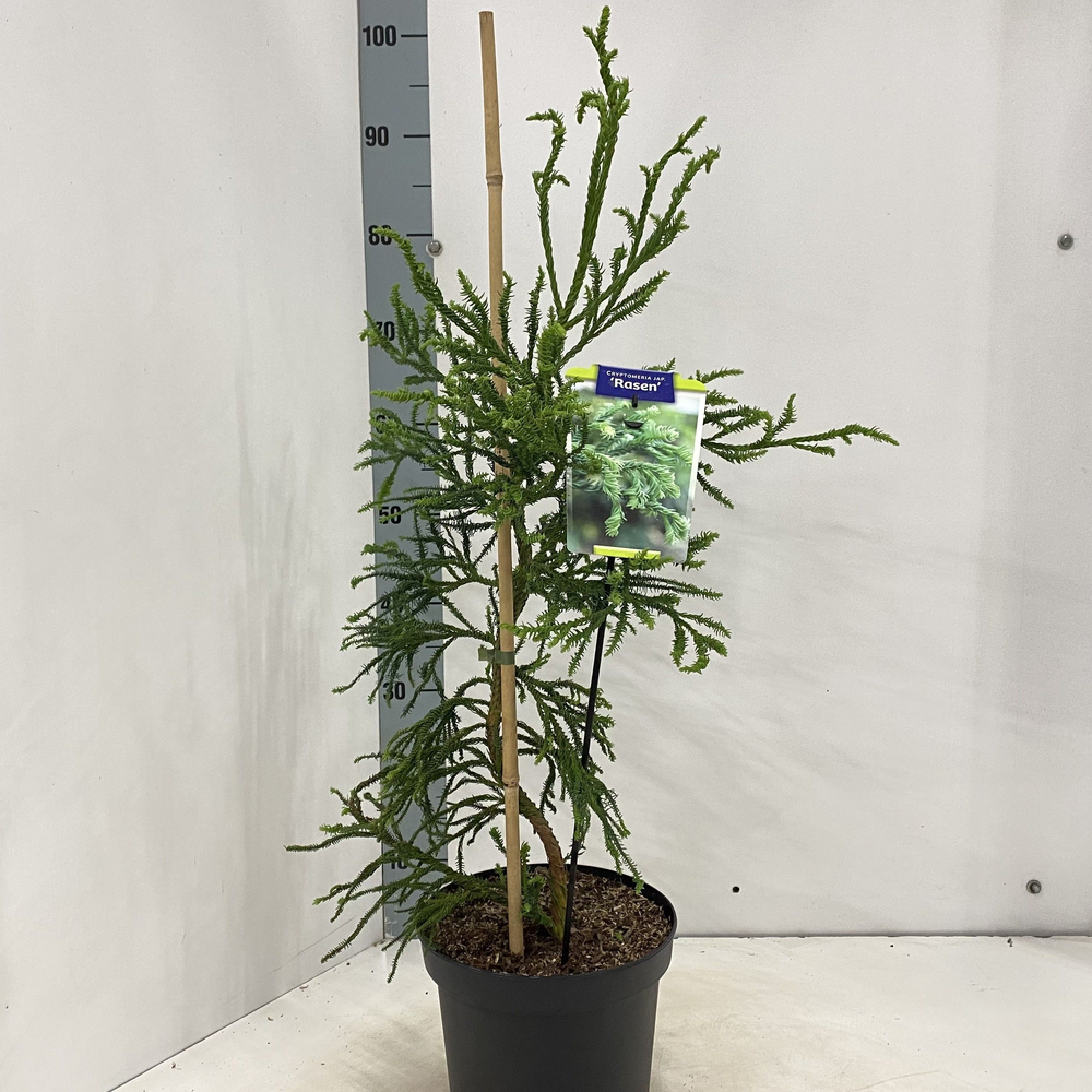 Cryptomeria j. ‘Rasen'.
