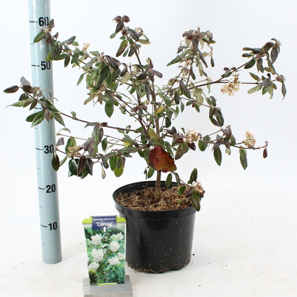 Viburnum burkw. 'Conoy'.