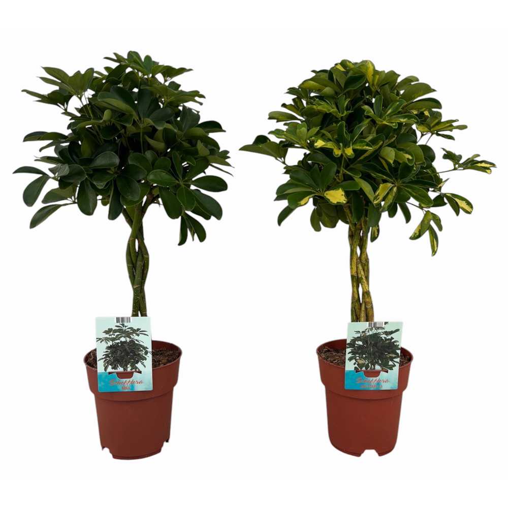 Schefflera gevlochten stam gemengd Gold Capella en.