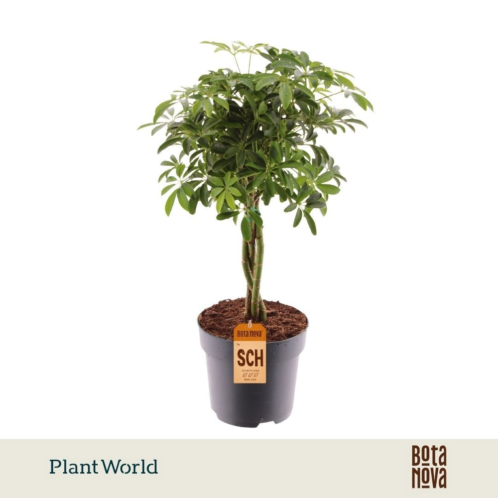 Schefflera Luseana gevlochten stam.