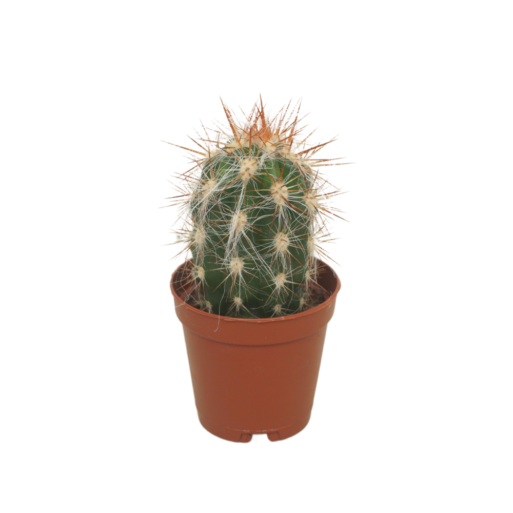 Oreocereus trollii 5,5 cm.