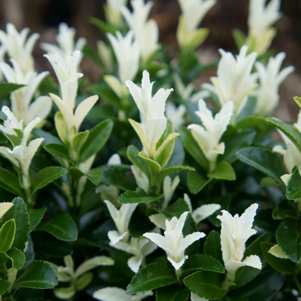 Euonymus jap. Paloma Blanca ('Lankveld03'PBR).