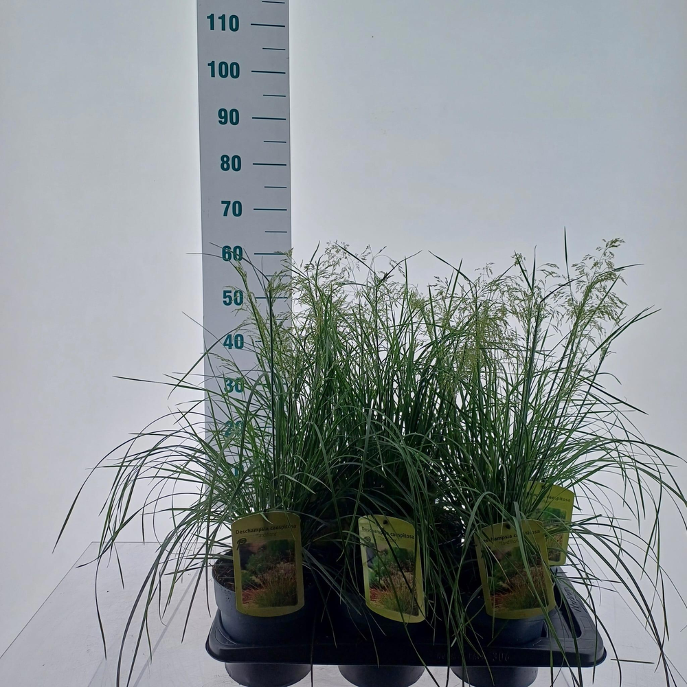 Deschampsia cespitosa 'Tardiflora'.