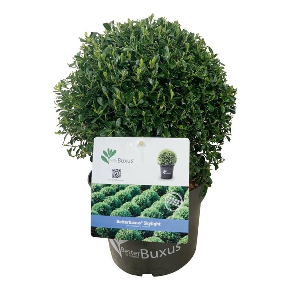 Betterbuxus® Skylight.