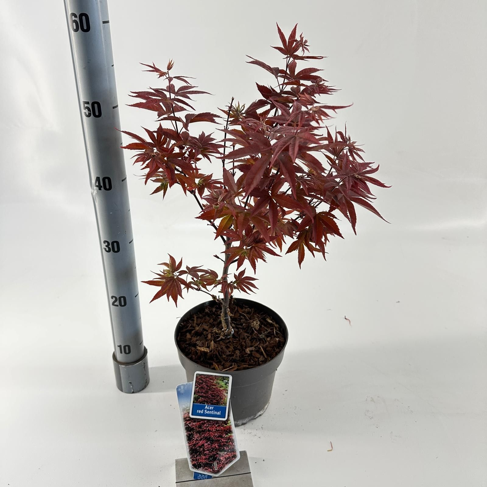 Acer pal. 'Twombly's Red Sentinel'.