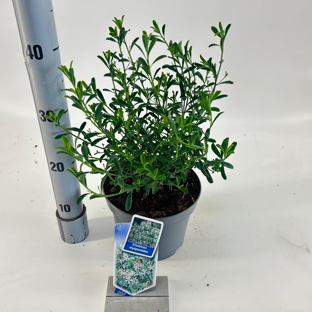 Eriostemon myoporoides.