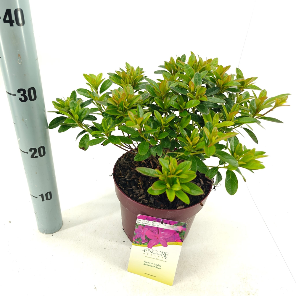 Rhododendron ENCORE® Autumn Prince ('Roblezg'PBR) .