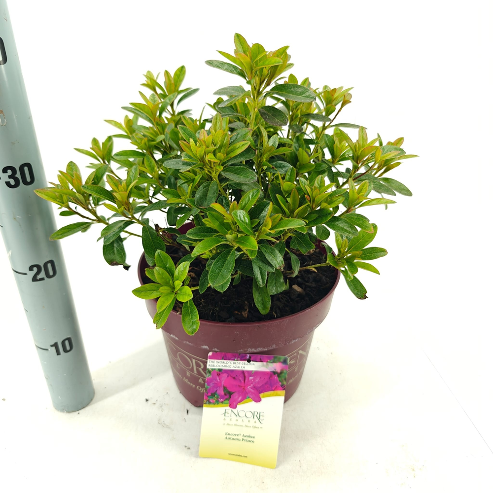 Rhododendron ENCORE® Autumn Prince ('Roblezg'PBR) .