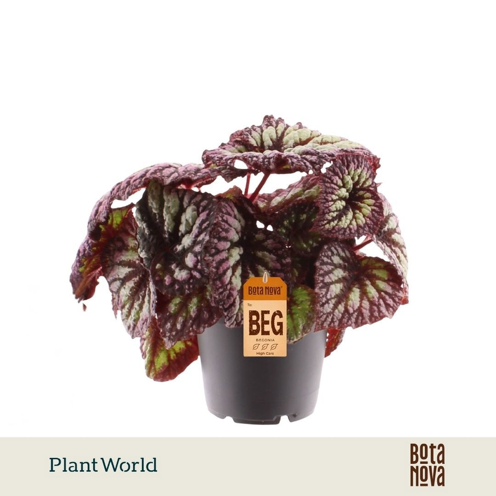 Begonia rex Fireworks.
