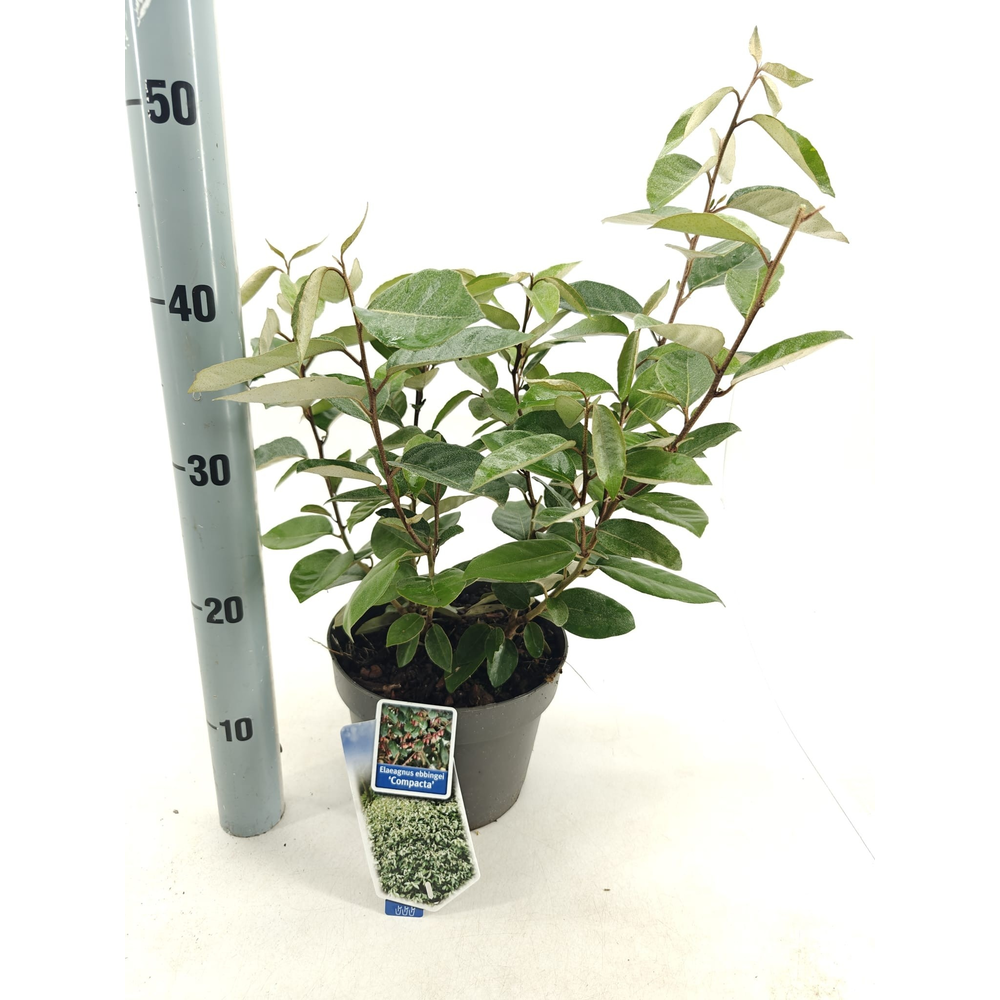 Elaeagnus ebbingei 'Compacta'.