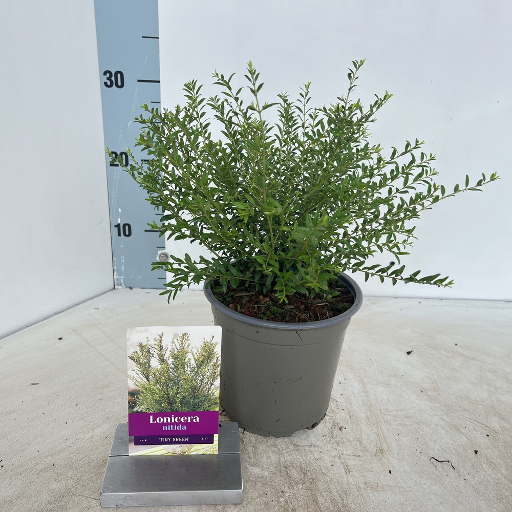 Lonicera nitida Tiny Green ('Slagmoer'PBR).