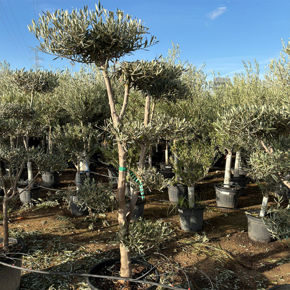 Olea Pon Pon.