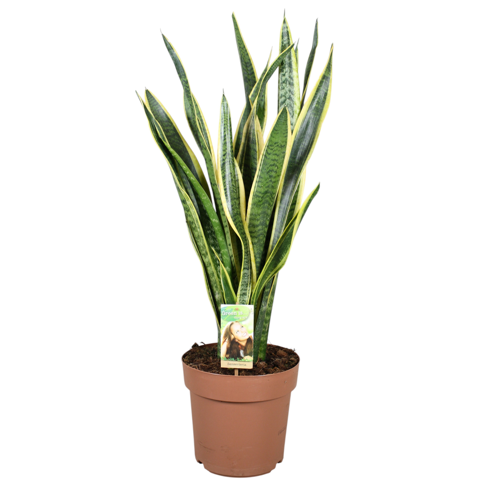Sansevieria Laurentii.