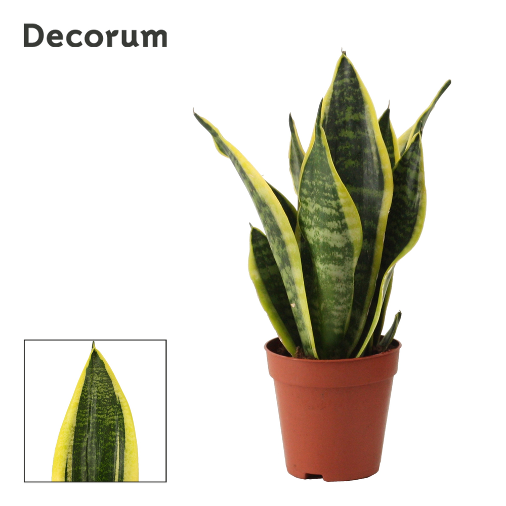 Sansevieria Superba 9 cm (Decorum).